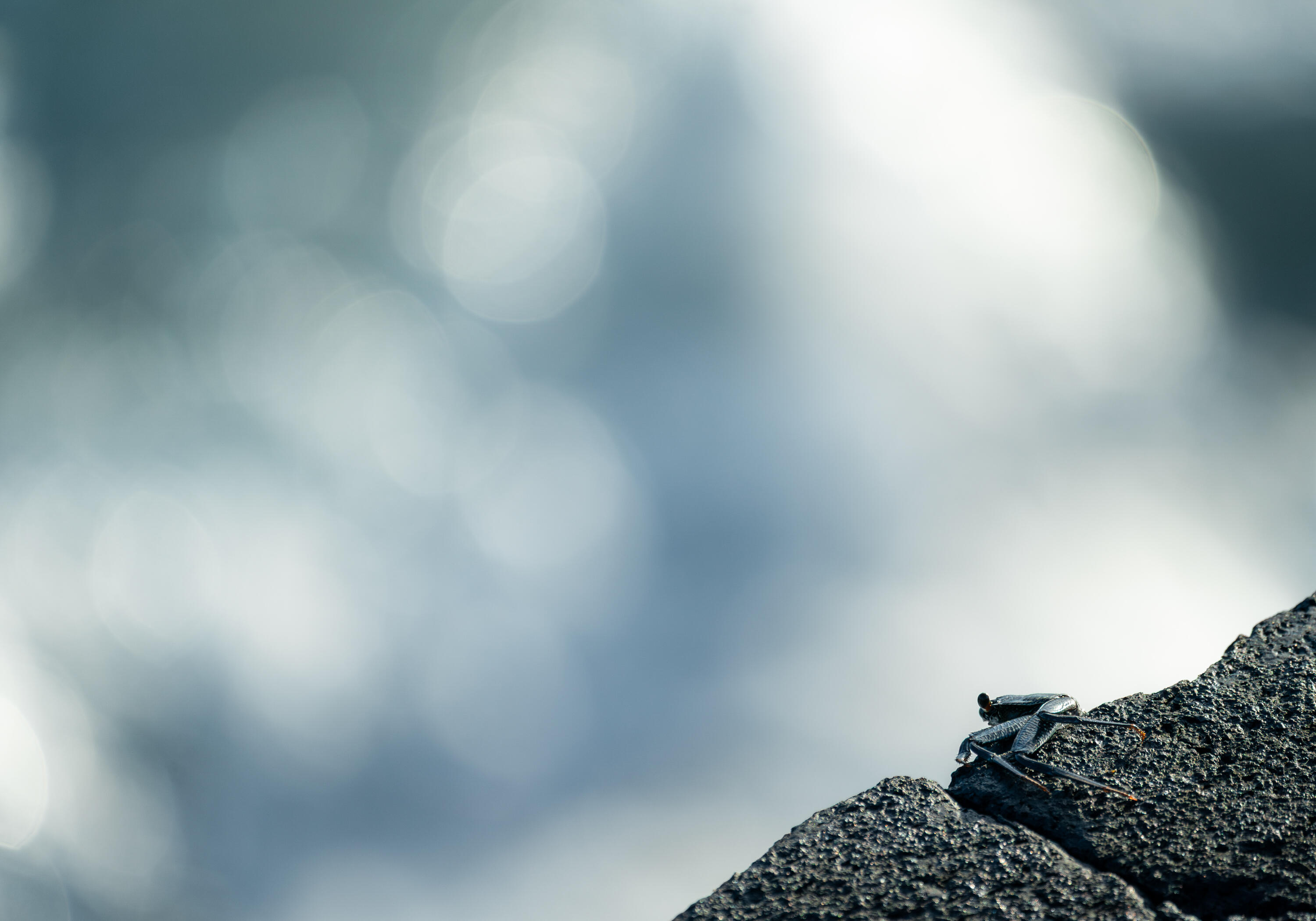 Coastal wildlife scene